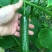 水果黄瓜种子高产四季播包邮节节瓜小黄瓜种籽盆栽农家蔬菜种