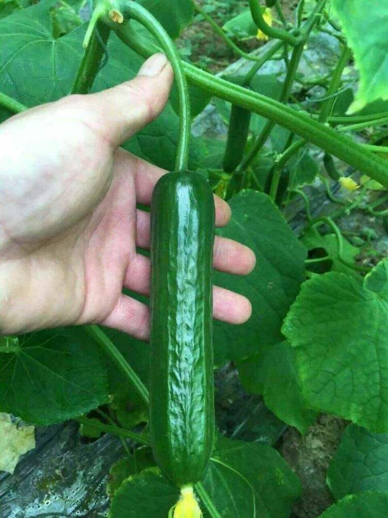 水果黄瓜种子高产四季播包邮节节瓜小黄瓜种籽盆栽农家蔬菜种