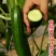 水果黄瓜种子高产四季播包邮节节瓜小黄瓜种籽盆栽农家蔬菜种