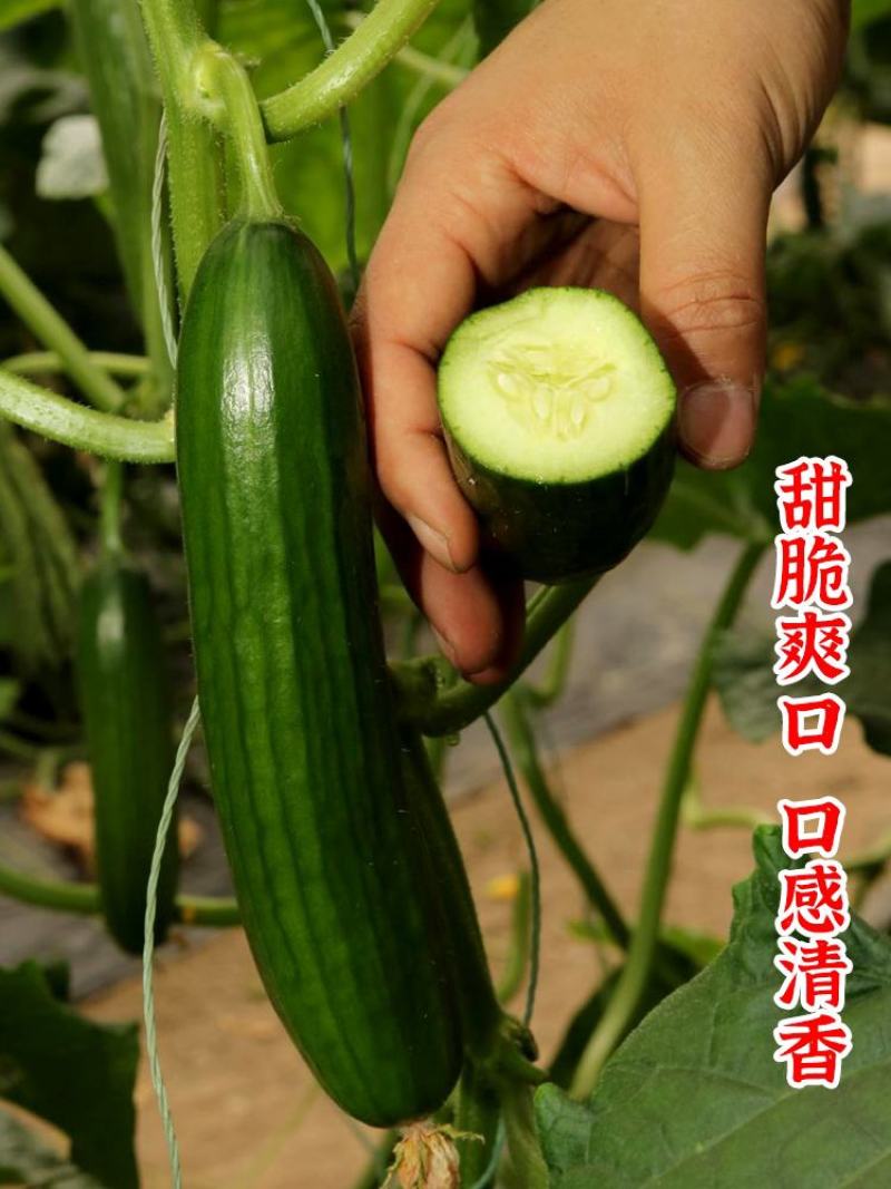 水果黄瓜种子高产四季播包邮节节瓜小黄瓜种籽盆栽农家蔬菜种