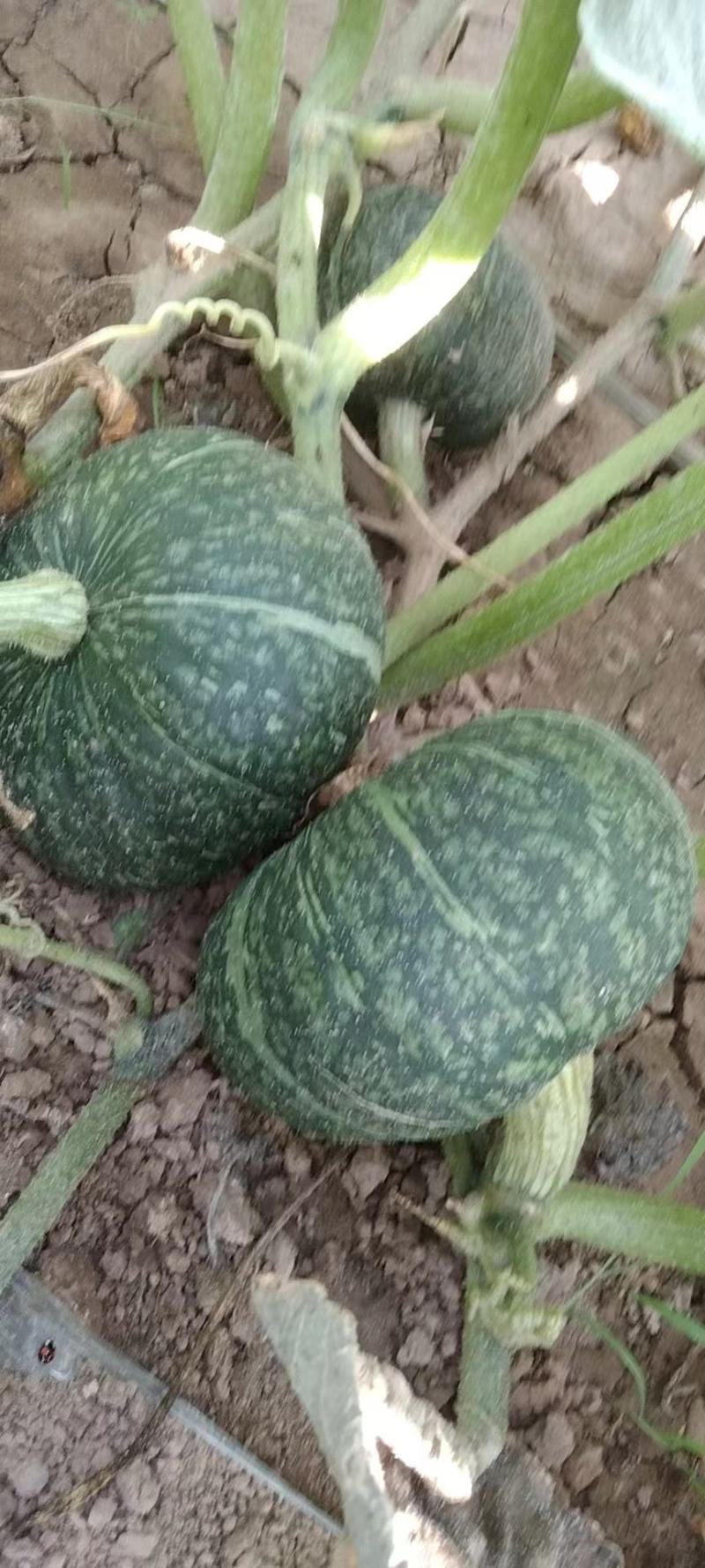 板栗南瓜大量上市！产地直发，货源充足！口感甜，糯！