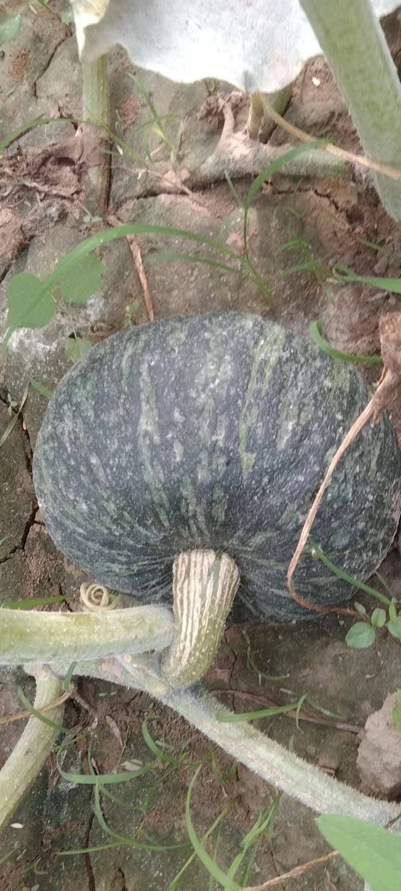 板栗南瓜大量上市！产地直发，货源充足！口感甜，糯！