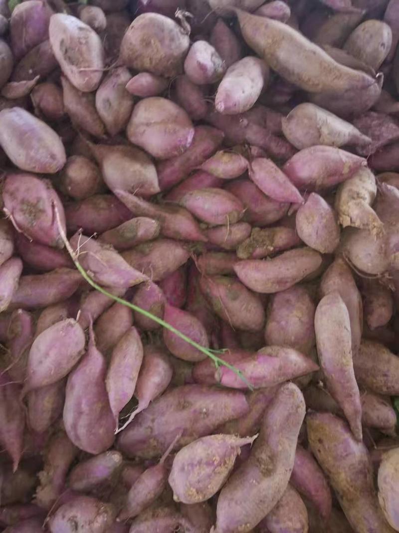 湖北紫薯紫罗兰紫薯产地直供稳定供货品质保证欢迎咨询