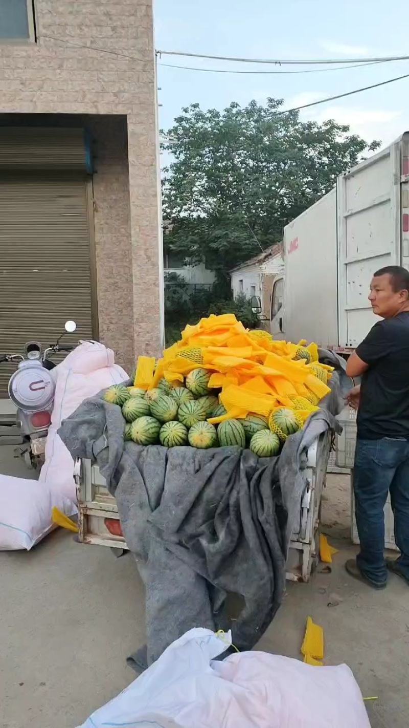 砀山早春红玉大量现货质量好价格便宜欢迎各位老板前来采