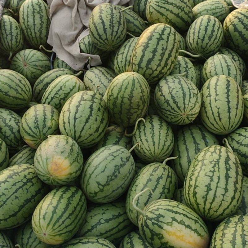 砀山早春红玉大量现货质量好价格便宜欢迎各位老板前来采