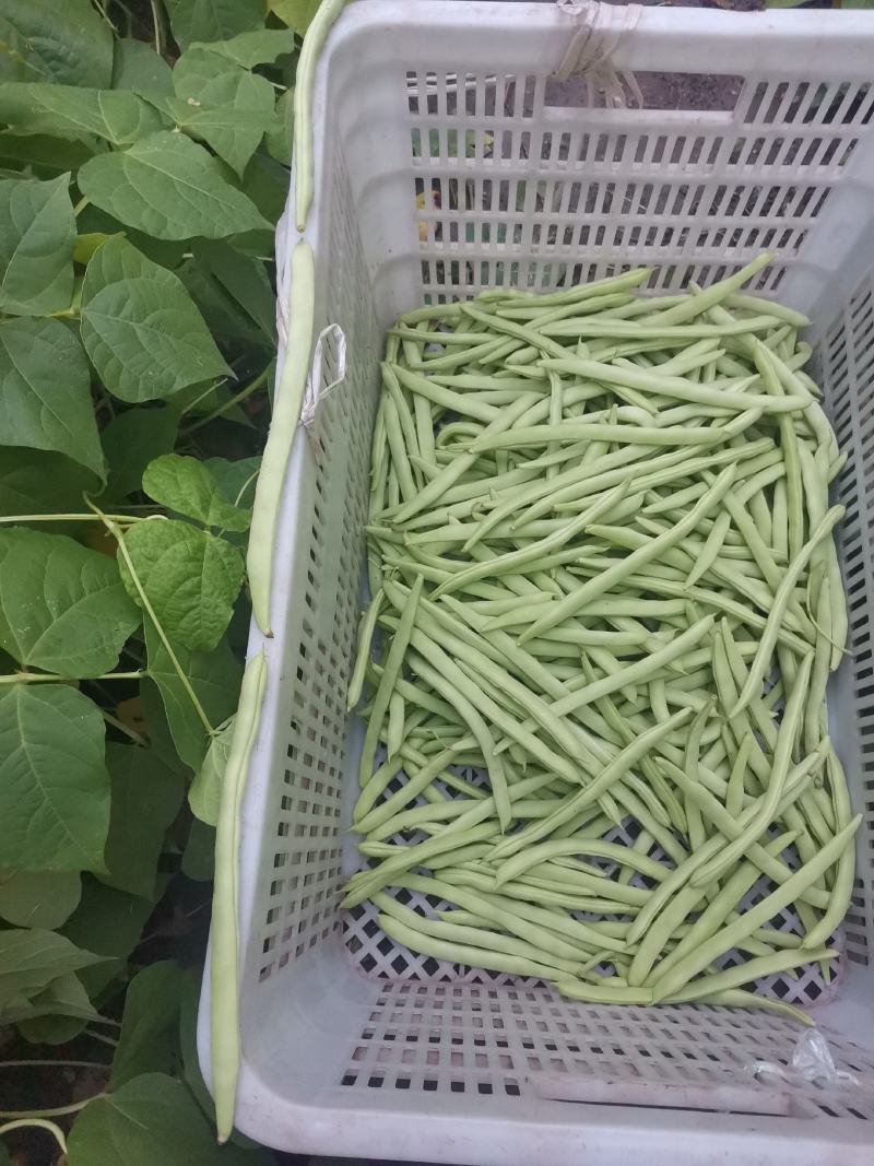 本地四季豆上市