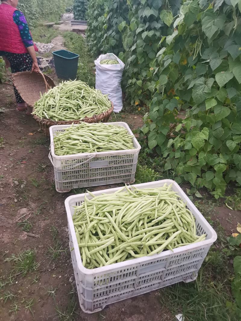 本地四季豆上市
