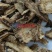 (热销)独活统货实物拍摄量多从优祥泰药材栈中药材批发零