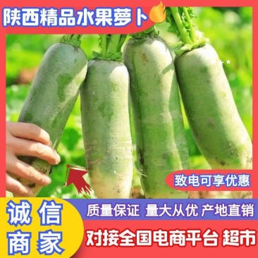 大量上市精品水果萝卜青萝卜量大从优质量保证全国发货