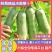 大量上市精品水果萝卜青萝卜量大从优质量保证全国发货