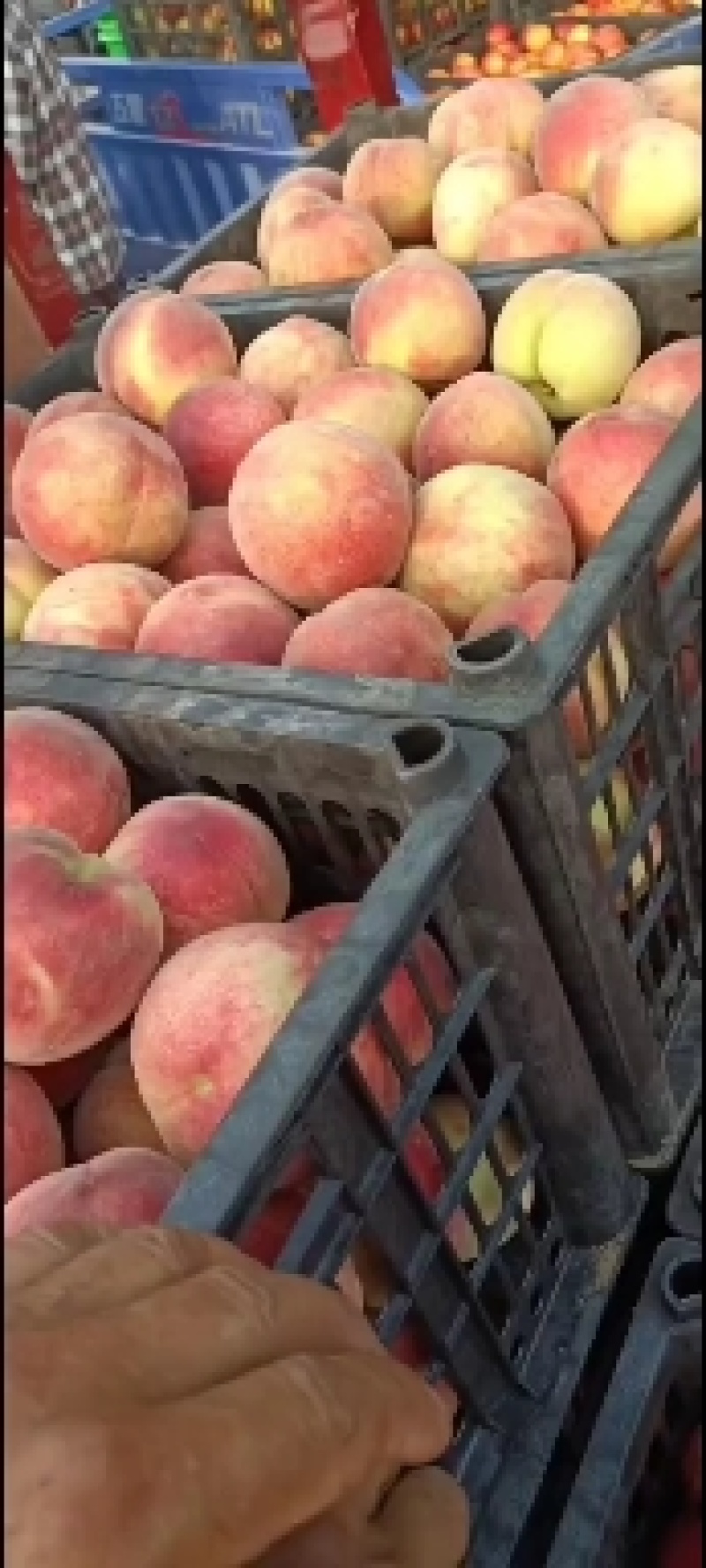 黄油桃，红油桃，毛桃，大量有货，需要的朋友们可以联系我