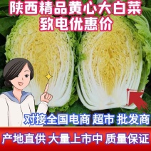 陕西白菜精品黄心白菜大量上市产地直供对接全国电商超市