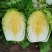 陕西大白菜精品黄心白菜大量上货中价格实惠全国发货