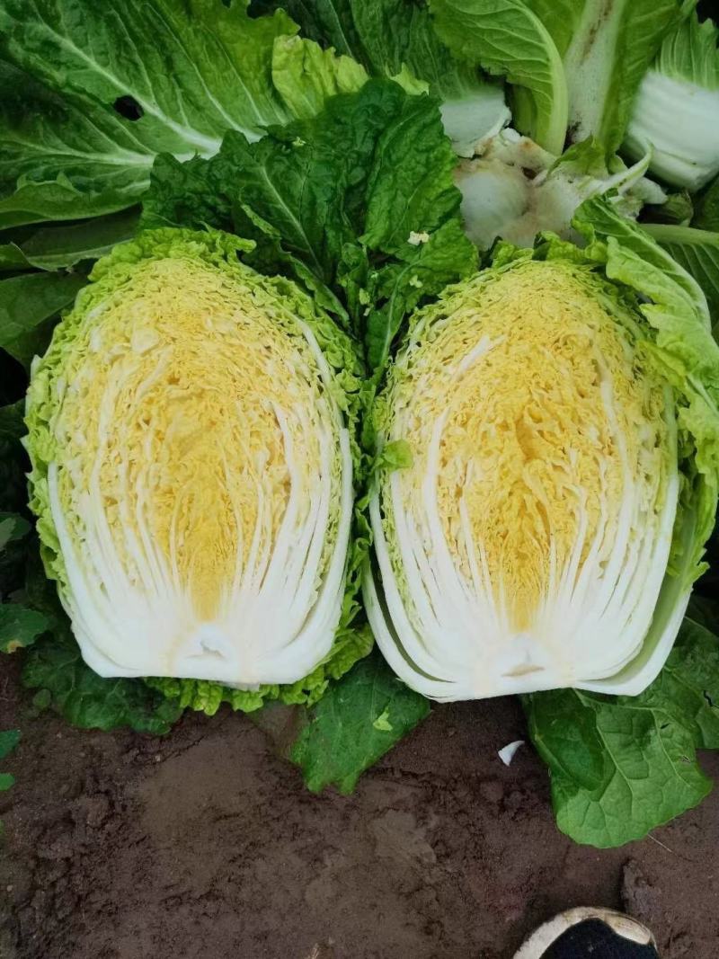陕西大白菜精品黄心白菜大量上货中价格实惠全国发货