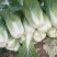 陕西大白菜精品黄心白菜大量上货中价格实惠全国发货