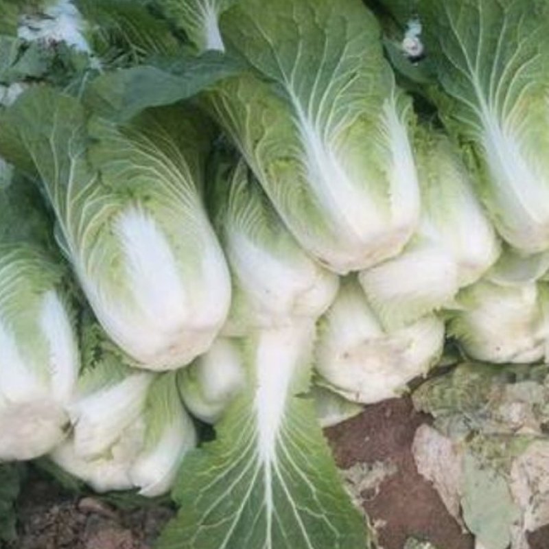 陕西大白菜精品黄心白菜大量上货中价格实惠全国发货