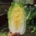 陕西大白菜精品黄心白菜大量上货中价格实惠全国发货