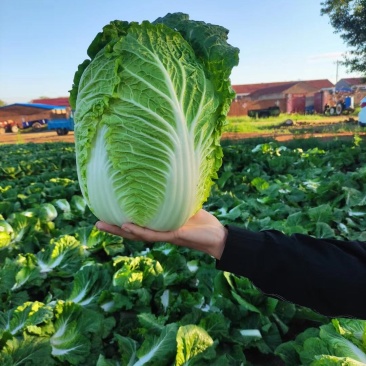 陕西大白菜精品黄心白菜大量上货中价格实惠全国发货