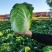 陕西大白菜精品黄心白菜大量上货中价格实惠全国发货