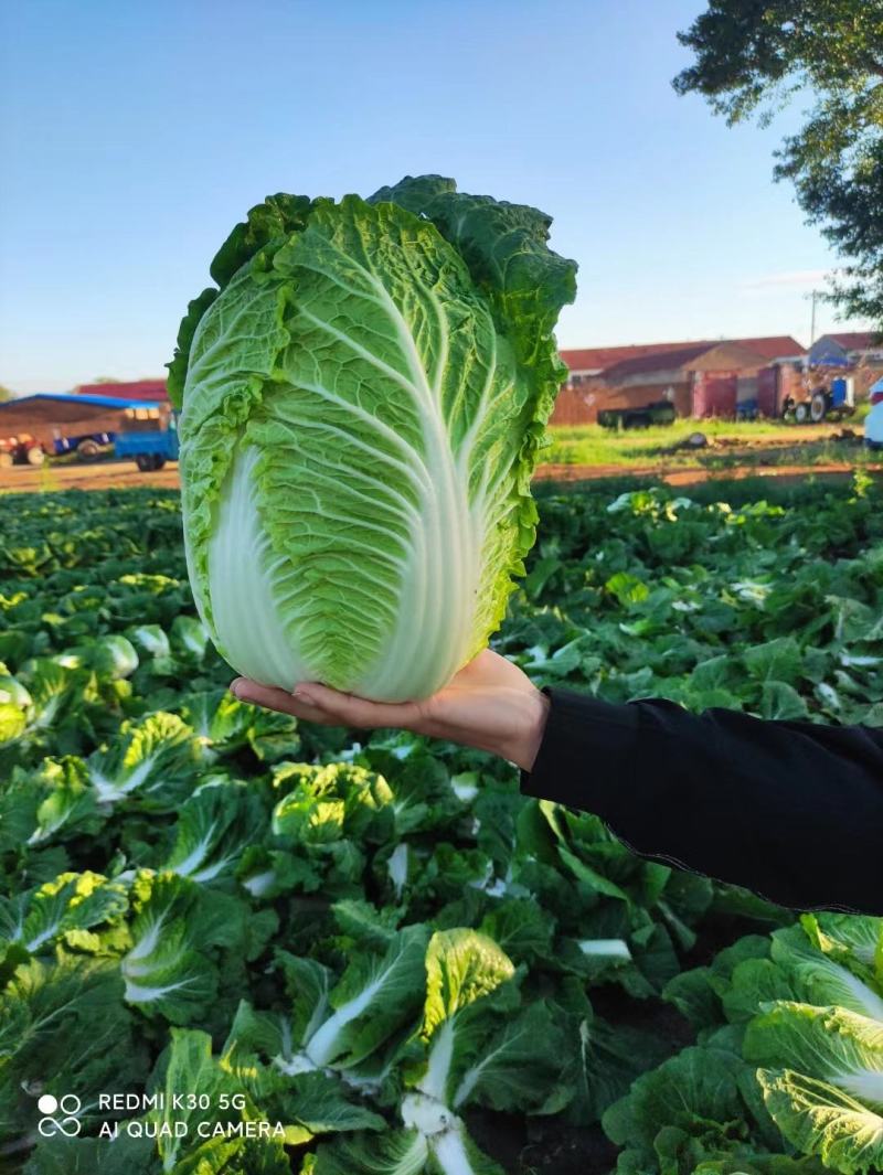 陕西大白菜精品黄心白菜大量上货中价格实惠全国发货