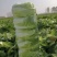 陕西大白菜精品黄心白菜大量上货中价格实惠全国发货