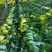 陕西大白菜精品黄心白菜大量上货中价格实惠全国发货