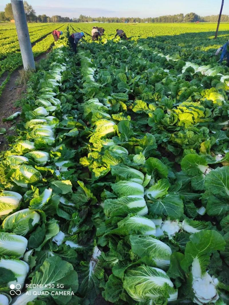 陕西大白菜精品黄心白菜大量上货中价格实惠全国发货