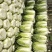 陕西大白菜精品黄心白菜大量上货中价格实惠全国发货