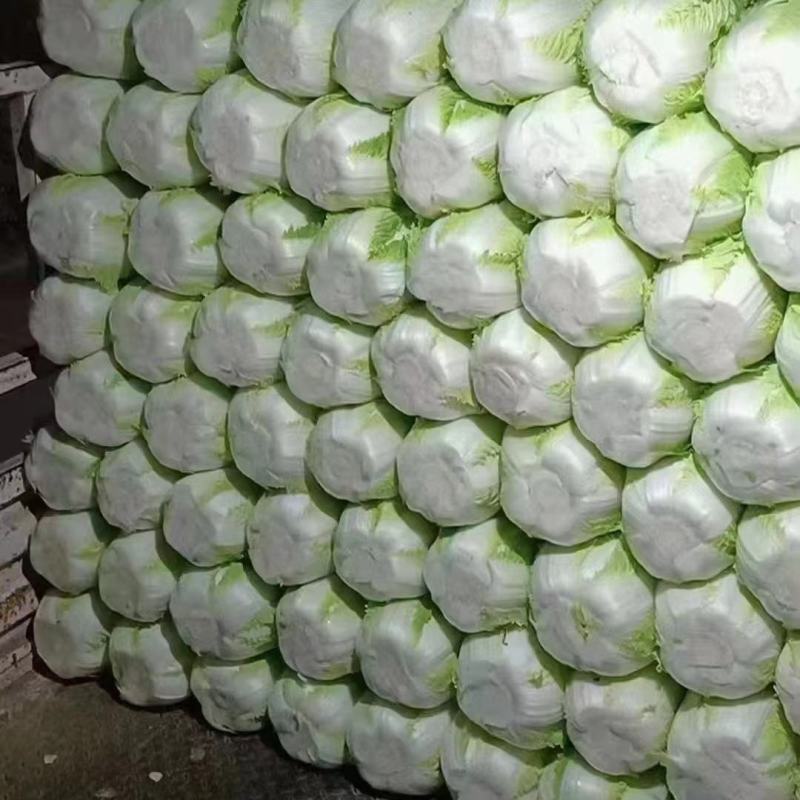 陕西大白菜精品黄心白菜大量上货中价格实惠全国发货