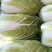 陕西大白菜精品黄心白菜大量上货中价格实惠全国发货