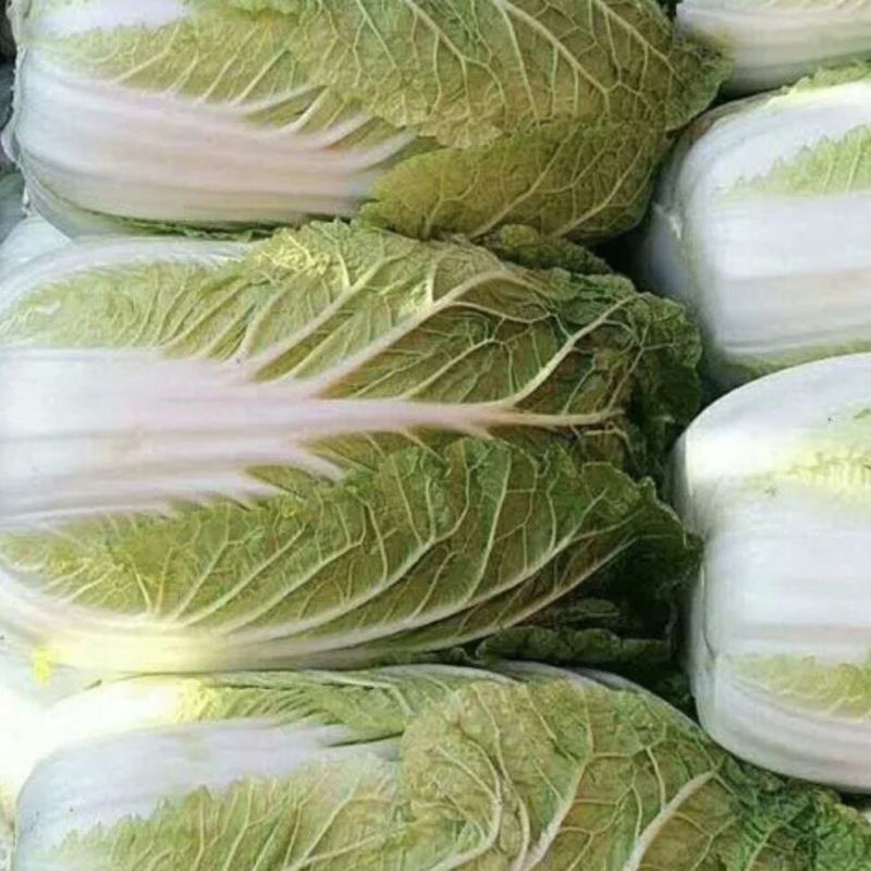 陕西大白菜精品黄心白菜大量上货中价格实惠全国发货