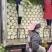 陕西大白菜精品黄心白菜大量上货中价格实惠全国发货