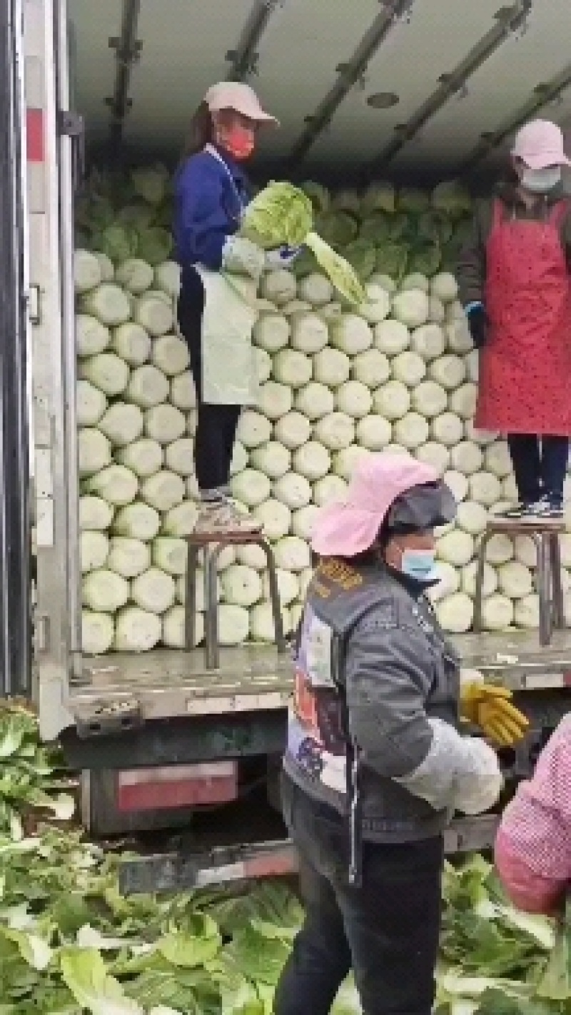 陕西大白菜精品黄心白菜大量上货中价格实惠全国发货