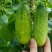 黄瓜种子水果黄瓜种籽高产春秋夏阳台盆栽大棚种植蔬菜种子