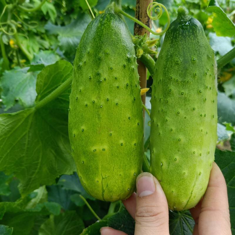 黄瓜种子水果黄瓜种籽高产春秋夏阳台盆栽大棚种植蔬菜种子