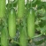 黄瓜种子水果黄瓜种籽高产春秋夏阳台盆栽大棚种植蔬菜种子