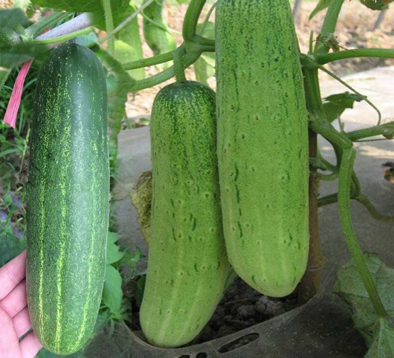 黄瓜种子水果黄瓜种籽高产春秋夏阳台盆栽大棚种植蔬菜种子