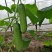黄瓜种子水果黄瓜种籽高产春秋夏阳台盆栽大棚种植蔬菜种子