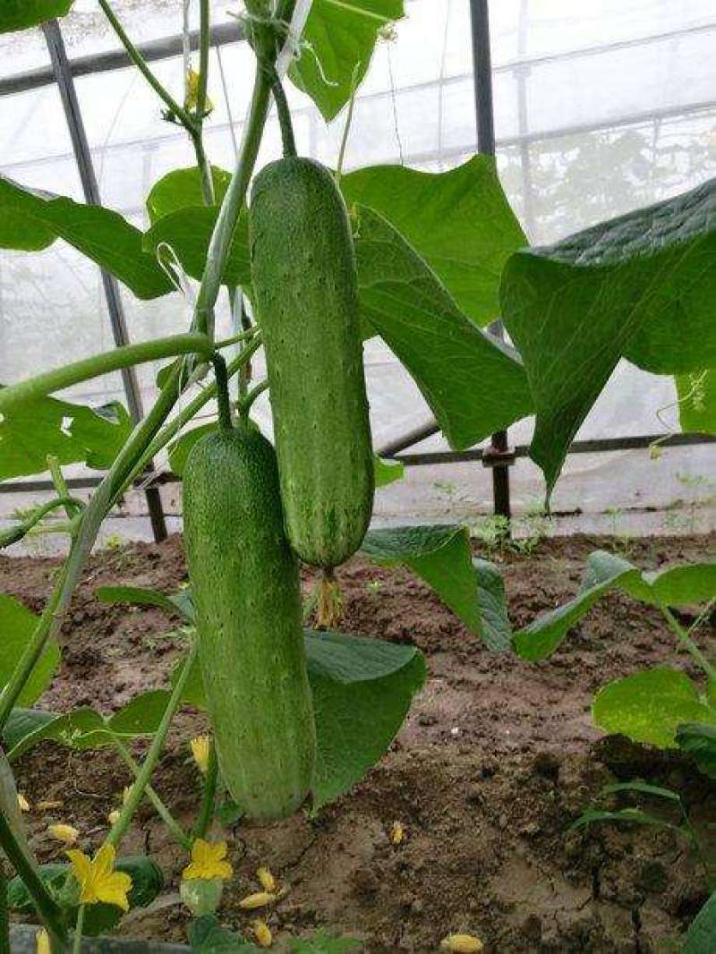 黄瓜种子水果黄瓜种籽高产春秋夏阳台盆栽大棚种植蔬菜种子