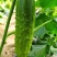 黄瓜种子水果黄瓜种籽高产春秋夏阳台盆栽大棚种植蔬菜种子