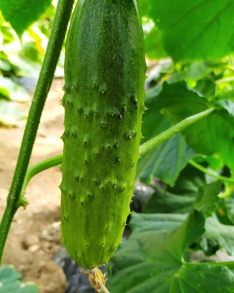 黄瓜种子水果黄瓜种籽高产春秋夏阳台盆栽大棚种植蔬菜种子