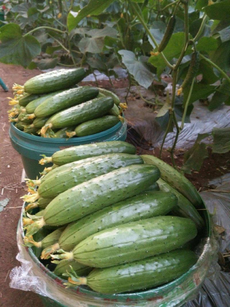黄瓜种子水果黄瓜种籽高产春秋夏阳台盆栽大棚种植蔬菜种子