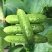 黄瓜种子水果黄瓜种籽高产春秋夏阳台盆栽大棚种植蔬菜种子