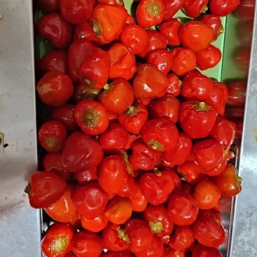 榨菜