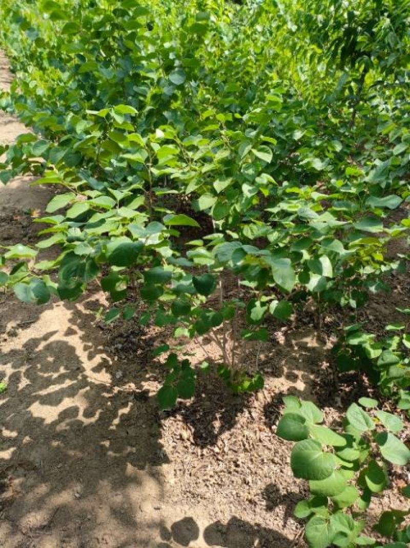 丛生紫荆（独杆紫荆，巨紫荆，规格齐全，适应于绿化苗木）