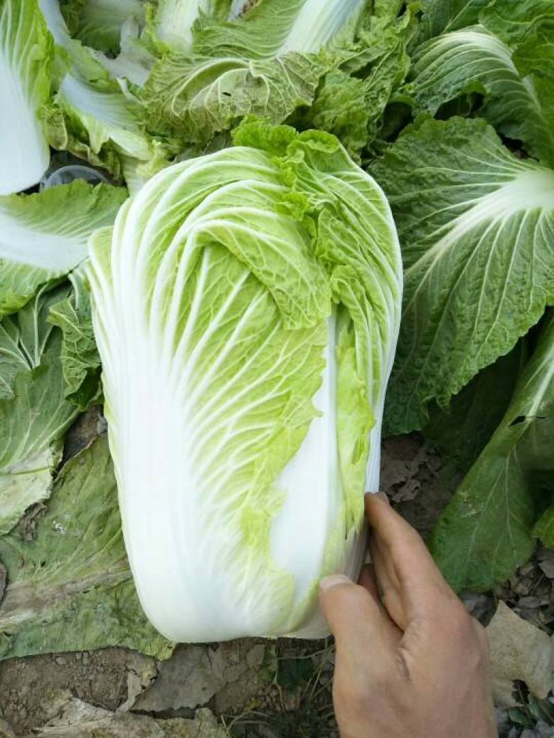 山东六号大白菜种子秋季高产结球包心白菜种籽农家田园蔬菜种