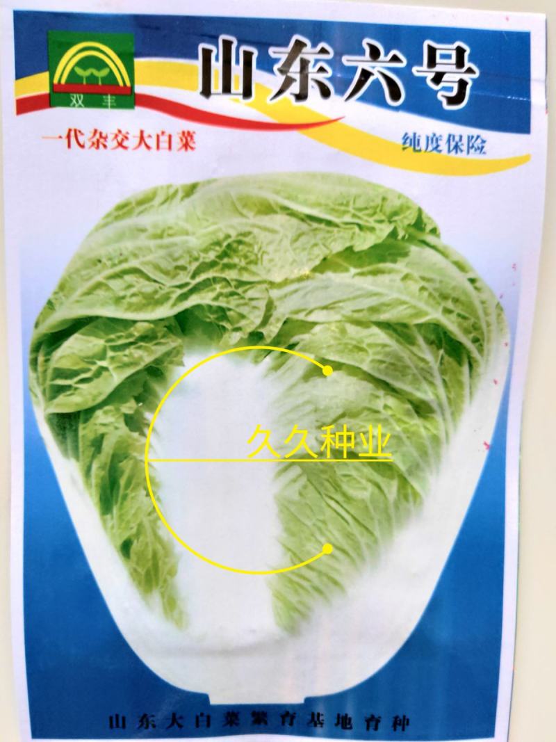 山东六号大白菜种子秋季高产结球包心白菜种籽农家田园蔬菜种