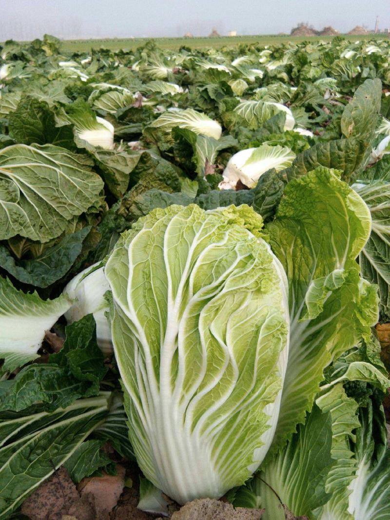 山东六号大白菜种子秋季高产结球包心白菜种籽农家田园蔬菜种