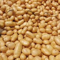 开封土豆优质荷兰十五土豆沃土5号大量供应规格齐全