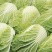 新品杂交北京新三号油绿型白菜籽冬储大白菜种子大面积种植